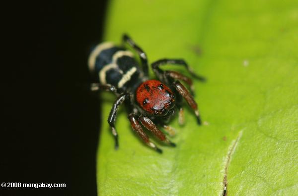 красно-паука во главе с желтым и черным разметка