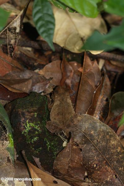листьев лягушка