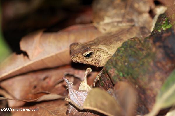 Лист жаба (Bufo margaritifer)