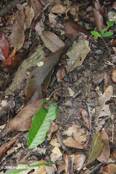 Лист жаба (Bufo margaritifer)