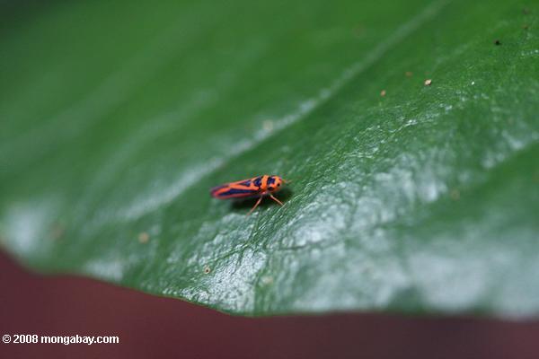 オレンジと黒の昆虫（ planthopper ？ ）