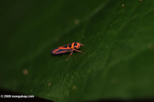 оранжевый и черный с насекомыми (planthopper?)