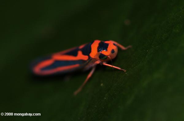 оранжевый и черный с насекомыми (planthopper?)