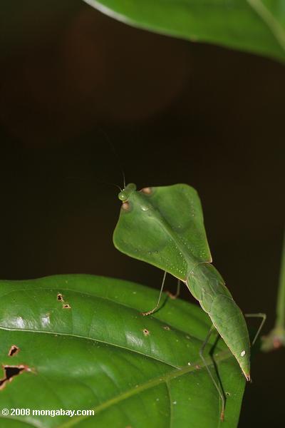 de hojas simulando mantis religiosa