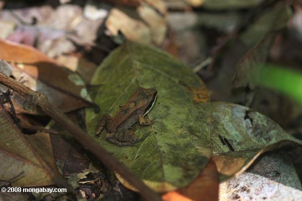 Лягушка в подстилке из листьев тропического леса