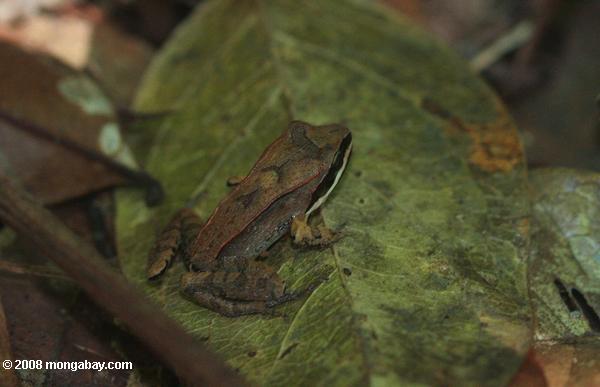 Лягушка в подстилке из листьев тропического леса