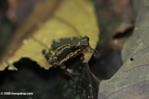 арлекин жаба (atelopus spumarius)