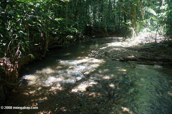 自然公園の熱帯雨林brownsbergクリーク
