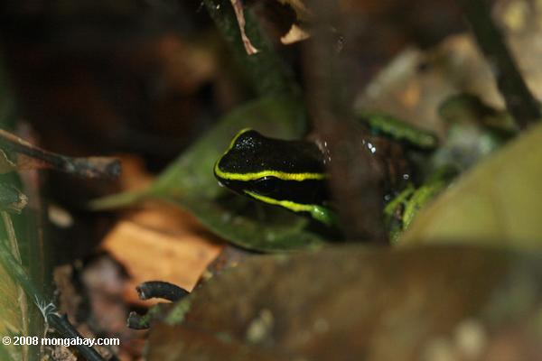 drei-gestreiften posion arrow frog (Epipedobates trivittatus)