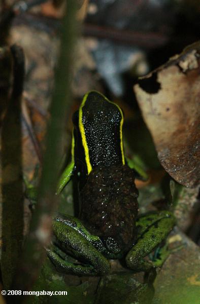 drei-gestreiften posion arrow frog (Epipedobates trivittatus) mit Kaulquappen auf den Rücken