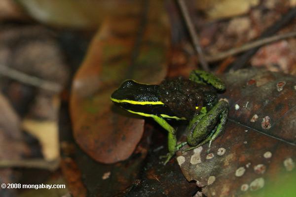 Trois-rayé posion fléchettes grenouille (Epipedobates trivittatus)