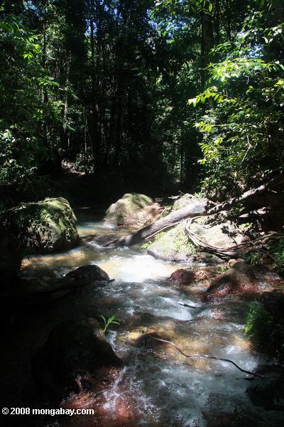 Roaring Creek forêt tropicale