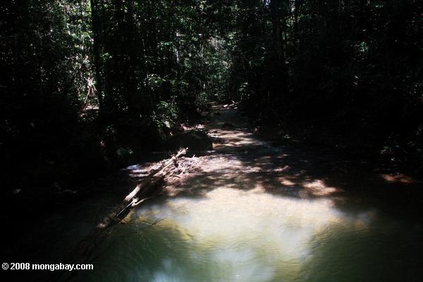 熱帯雨林のプール