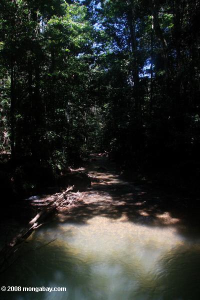 熱帯雨林プール