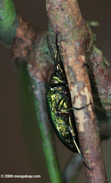 irridescent緑の甲虫