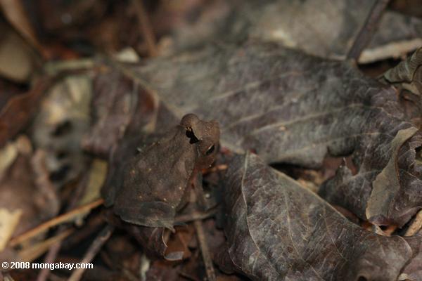 Leaf imitant crapaud (Bufo margaritifer)