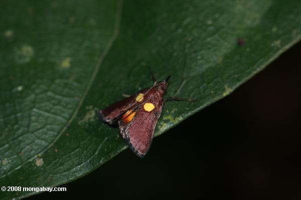 Rust-papillon de nuit de couleur jaune et rouge et un marquage noir frange