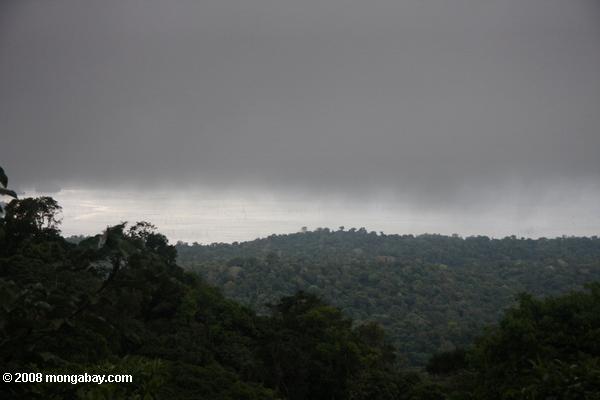 雨の中、熱帯雨林の林冠上を移動する