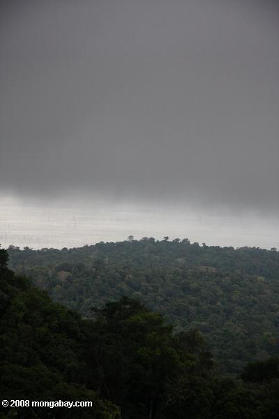 雨の中、熱帯雨林の林冠上を移動する