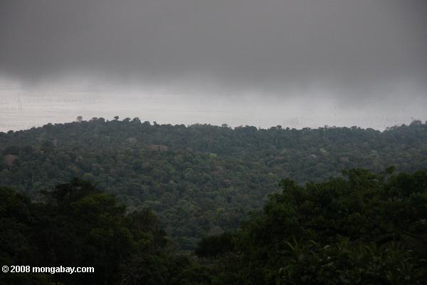 Pluie sur le déplacement dans la canopée de la forêt amazonienne