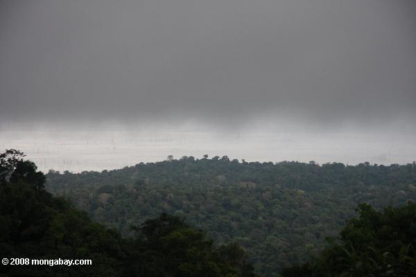 Pluie sur le déplacement dans la canopée de la forêt amazonienne