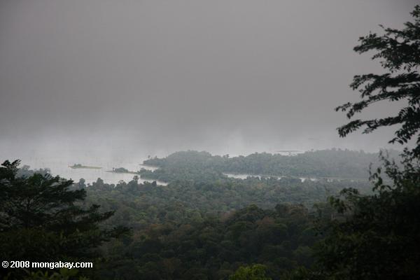 movendo-se em chuva ao longo do dossel da floresta tropical