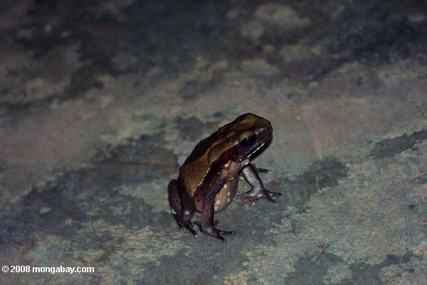 гладкой двусторонней жаба (Bufo guttatus)