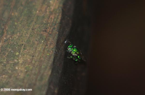 зеленый металлик euglossa пчела