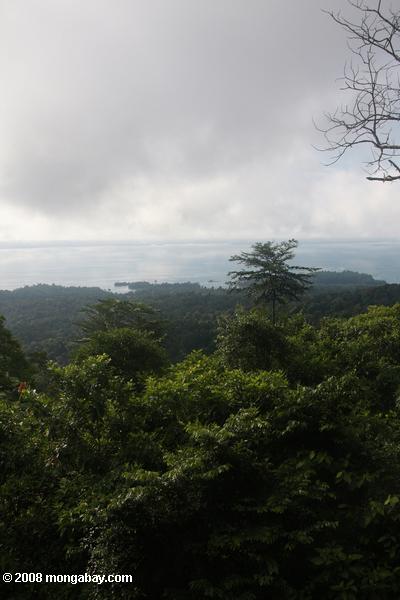 brownsbergの熱帯雨林