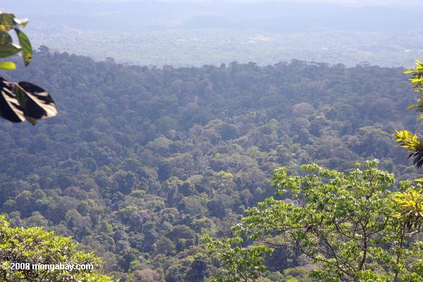la selva tropical brownsberg