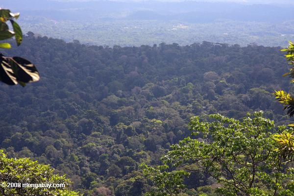 Brownsberg forêt tropicale