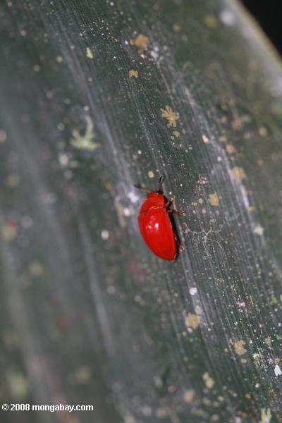 赤い甲虫