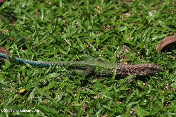 lagarto verde jardín (Ameiva Ameiva)