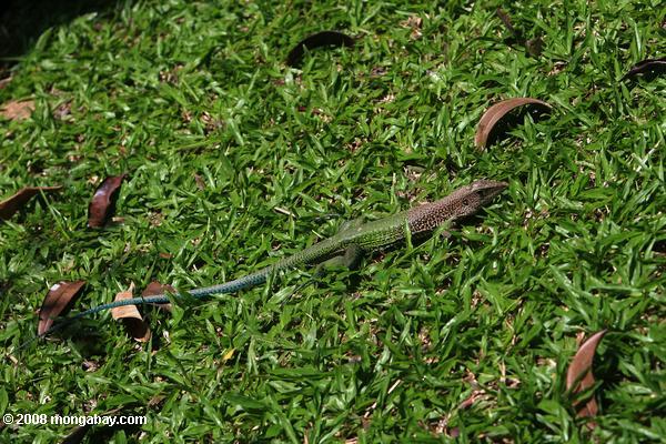 lagarto verde jardín (Ameiva Ameiva)