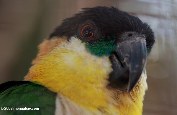 черно-главе попугай (pionites melanocephala)