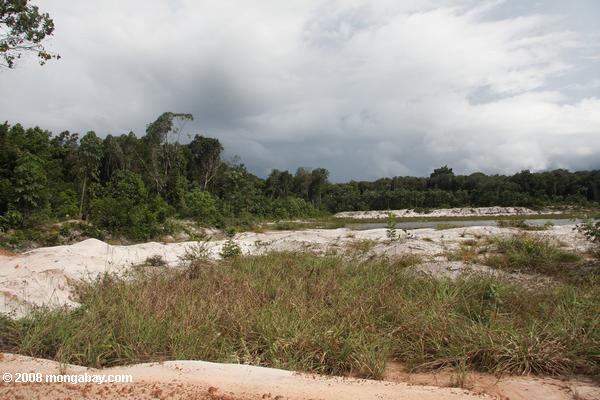 la minería de arena en las arenas blancas de bosques de Surinam