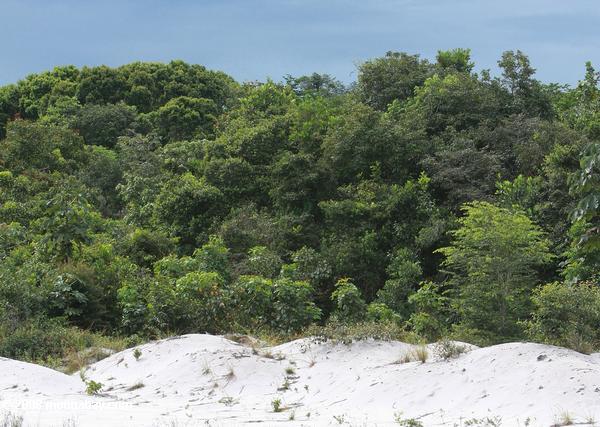 areias brancas floresta do Suriname