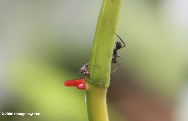 formigas alimentação a partir de uma planta nectário