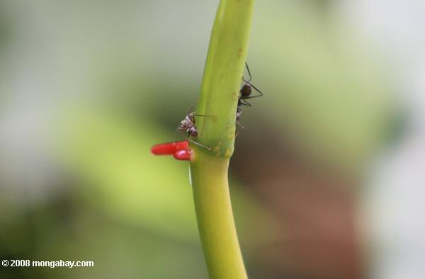 formigas alimentação a partir de uma planta nectário