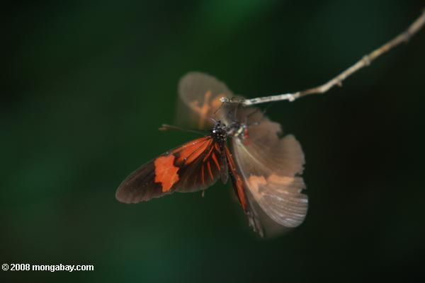 蝶のペア