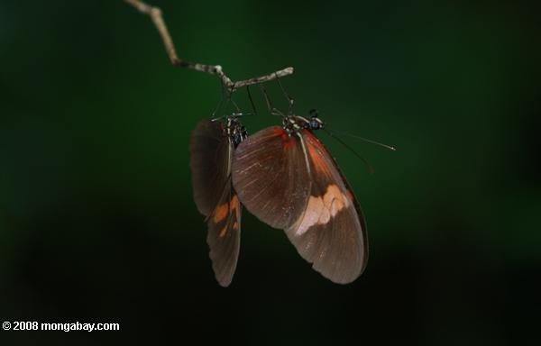 Paar der Schmetterlinge