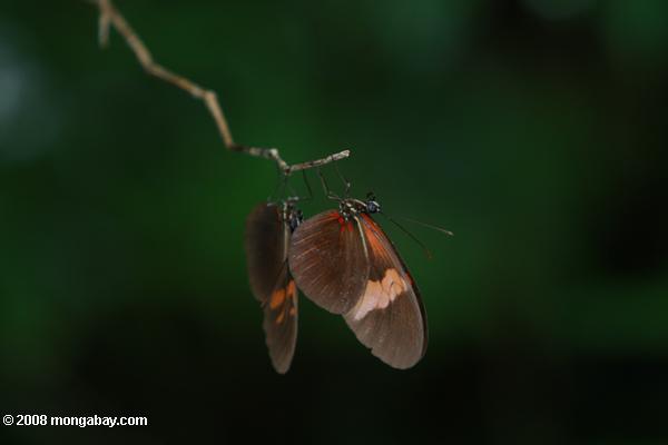 蝶のペア
