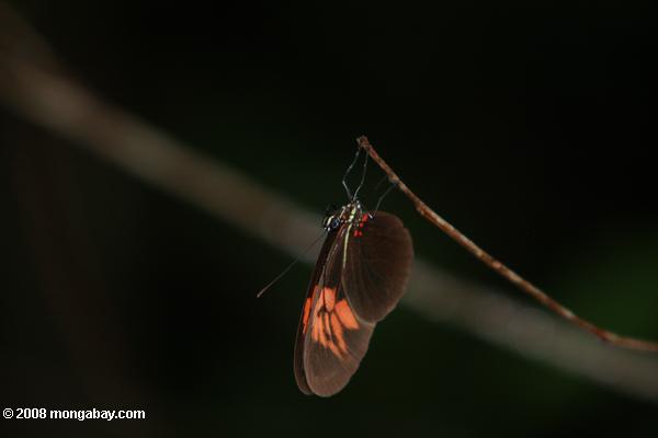 голубоглазый бабочки
