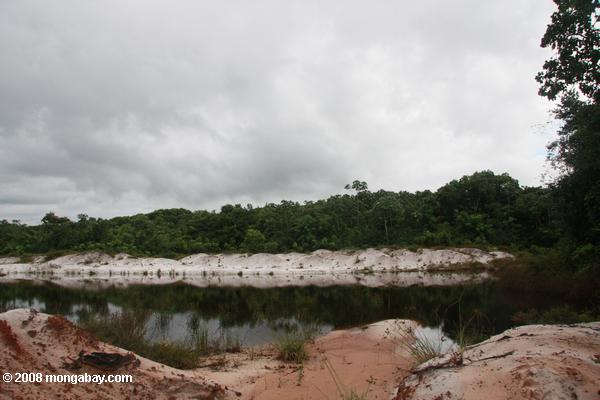 Dragué piscine dans le sable blanc forêt tropicale humide du Suriname