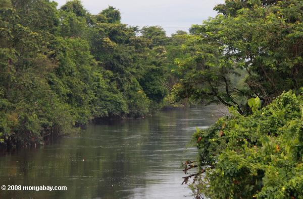 Река в тропических лесах Суринама
