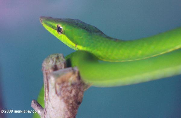 緑の木ヘビ