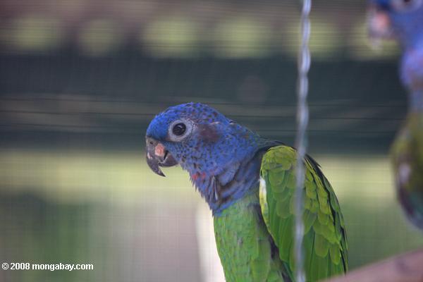 blau-Leitung Papagei (Pionus menstruus)