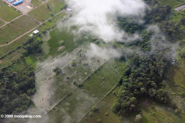 Fragment des forêts et les rizières en dehors de Paramaribo