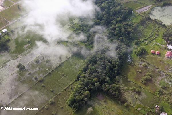 лес фрагмент и рисовые поля за Парамарибо