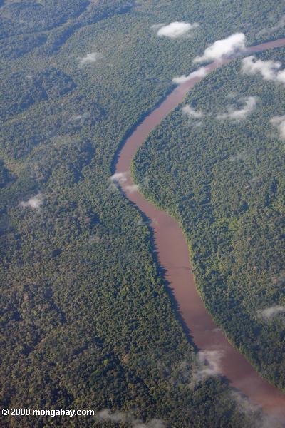 泥だらけの熱帯雨林の川